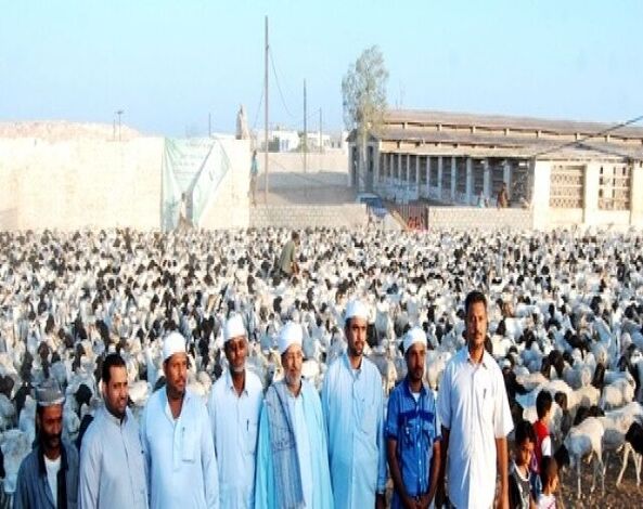 11 ألف أسرة في ساحل حضرموت تستفيد من لحوم أضاحي الجمعية الإسلامية ضمن المكرمة العمانية