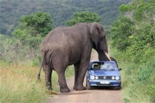 فيل يهاجم سيارة زوار حديقة ويدحرجها بين رجليه