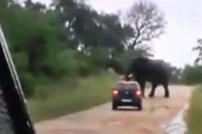 بالفيديو .. فيل يمهل سيدة قبل أن يعتدي عليها ويحطم سيارتها