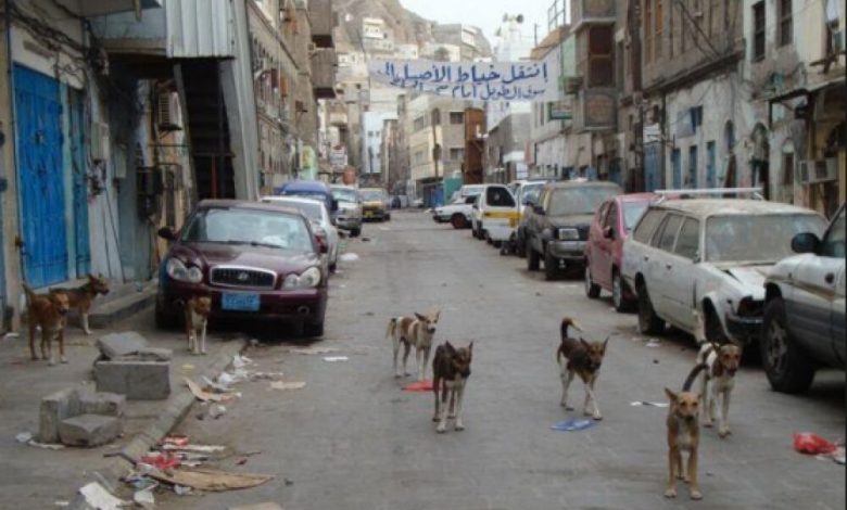تقرير  :  شوارع  العاصمة "عدن" تضج بالكلاب والسلطات تعلن الحرب