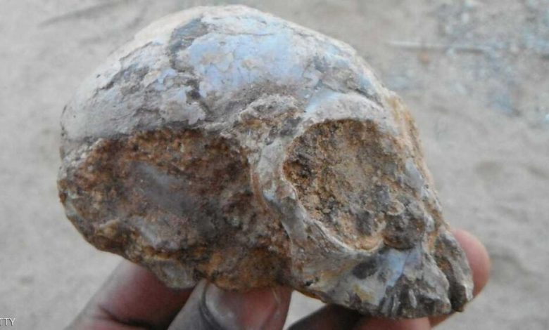 "جمجمة قرد" تكشف أسرارا قبل 13 مليون سنة