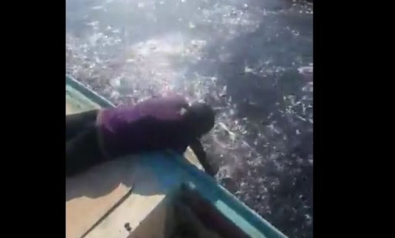 فيديو مذهل ولايصدق : الاسماك تغرق شواطئ عدن والصيادون يغرفونها بأياديهم