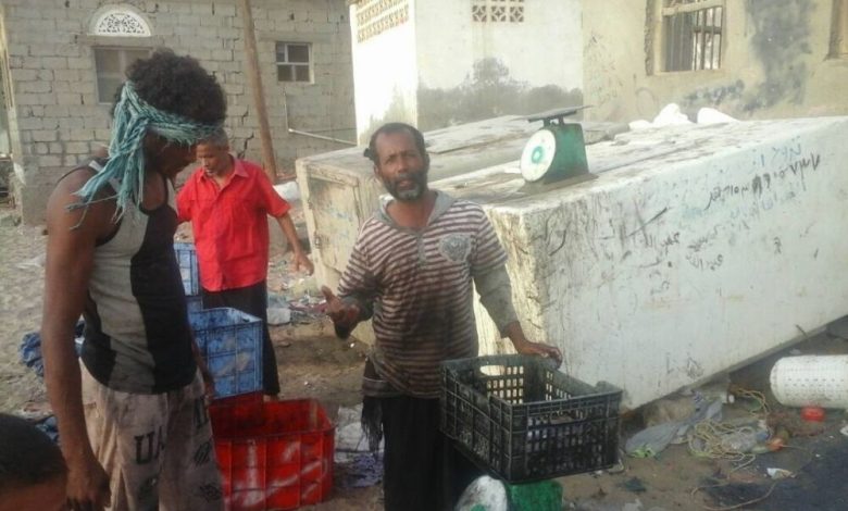 تجار الحبار( البنجيز) المحليين في منطقة فقم بعدن يحتكرون شراءها من الصيادين التقليدين