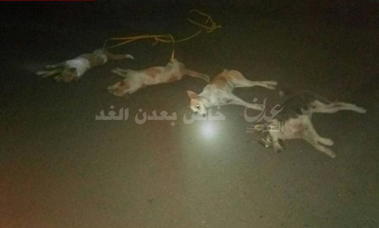 استمرار حملة القضاء على الكلاب الضالة بمديرية المنصورة