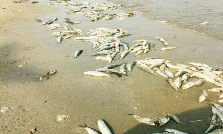 ظهور أسماك الساردين في شواطئ البريقة يُثير الرعب لدى المواطنين