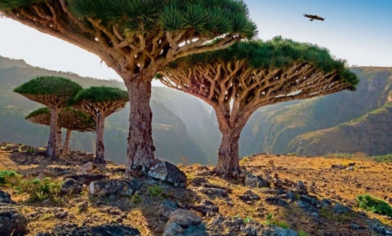 جزيرة سقطرى الجوهرة العربية المحمية من اليونسكو والمختفية وسط الحرب الأهلية في اليمن
