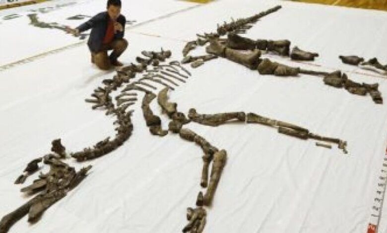 العثور على أكبر هيكل عظمى لديناصور فى اليابان منذ 72 مليون عام