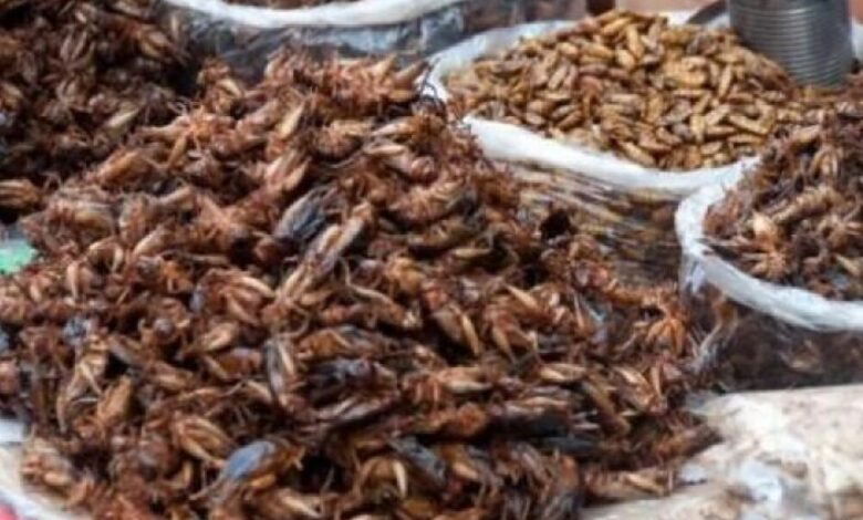 خطر مميت في تناول حشرات الجراد وإقبال كبير من اليمنيين على شرائها