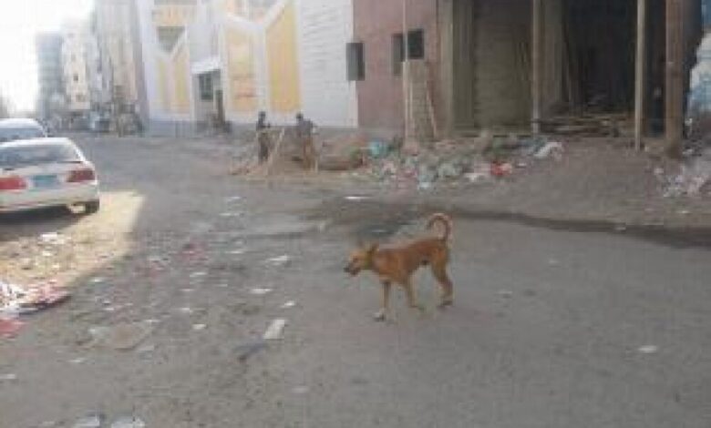 المريسي يناشد محافظ عدن بسرعة التخلص من الكلاب المسعورة في الشوارع العامه والأحياء السكنية .