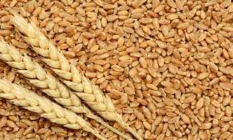 تجار: البحرين تطرح مناقصة لشراء 25 ألف طن من القمح