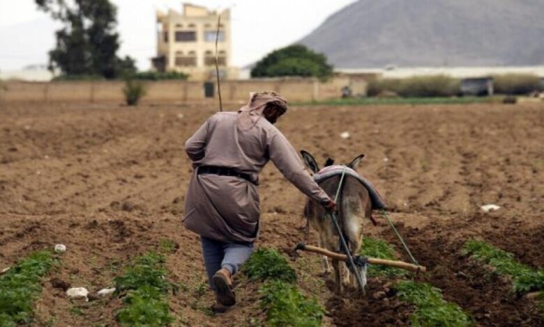 موجة صقيع تهدد الزراعة في اليمن
