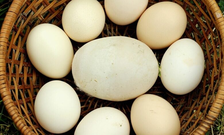 يمني يدخل موسوعة غينيس لوضع أكبر عدد من البيض فوق بعضه