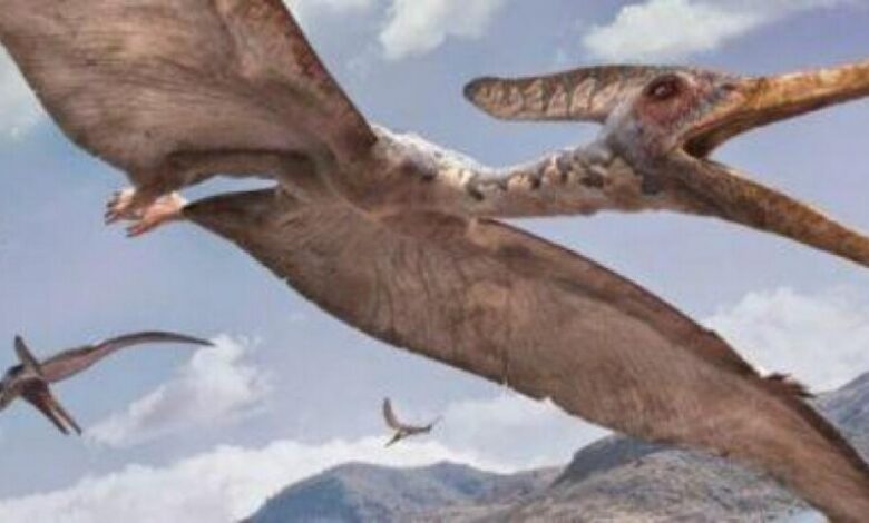 اكتشاف تيروصورات بحجم الديك الرومي في المغرب