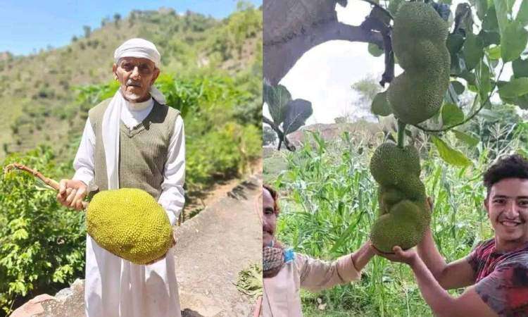 لا تزرع إلا في دولتين فقط.. مزارعون يمنيون ينجحون في زراعة فاكهة نادرة عالميًا