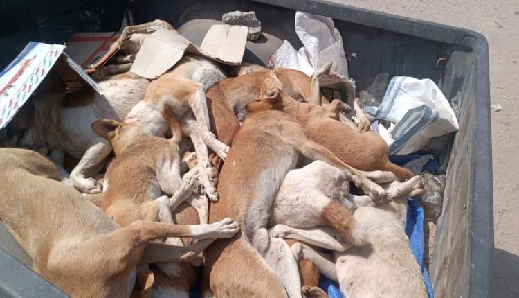 مكتب الأشغال العامة مديرية خنفر يدشن حملة للقضاء على الكلاب الضالة في جعار 