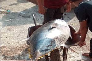 مليون ريال قيمة حوت سمك في عدن