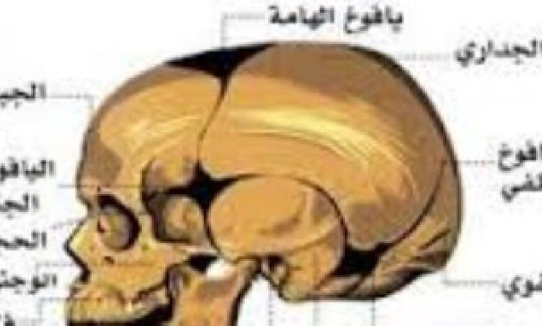 علماء أمريكيون يرصدون حيوانات تبث سمومها على الخلايا العصبية