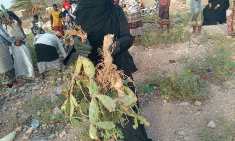 بالصور : انطلاق حملة مكافحة النباتات الدخيلة على سقطرى