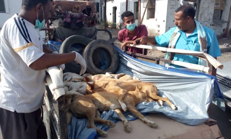 مكتب الأشغال زنجبار ينفذ حملة لقتل الكلاب الضالة المنتشرة في زنجبار