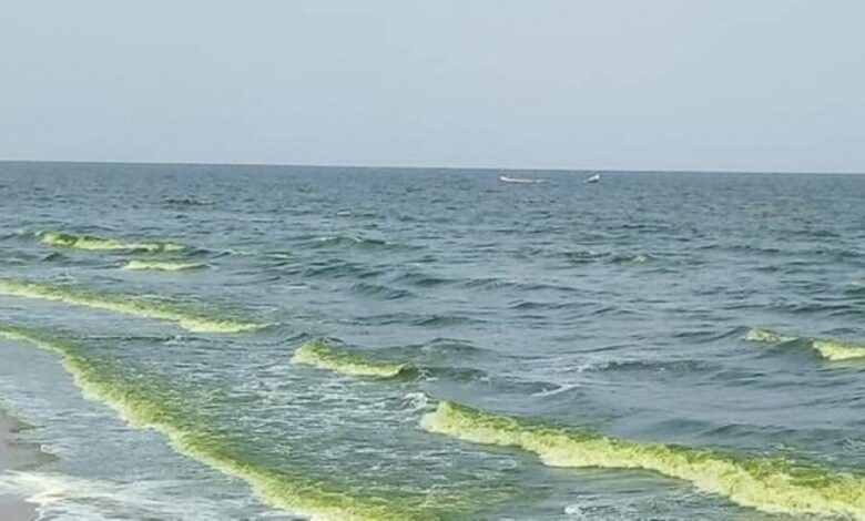 ما أسباب استمرار ظهور الطحالب الخضراء في مياه خليج عدن؟ (تقرير)