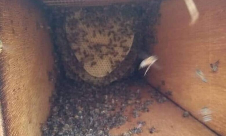 مالكو نحل بشبوة يطالبون الأمن بالقبض على مسمم النحل في غر بعماقين