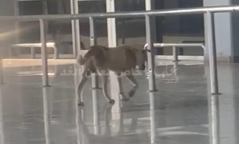 الكلاب تودع المسافرين بمطار عدن (فيديو)