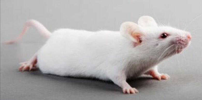 "باحثون ألمان" ينجحون بعلاج فئران مشلولة وتمكنها السير مجدداً
