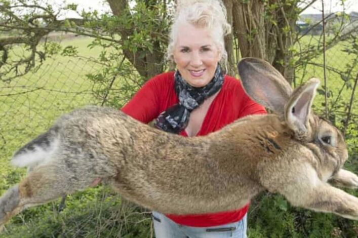 الشرطة البريطانية تعلن عن سرقة أكبر أرنب في العالم