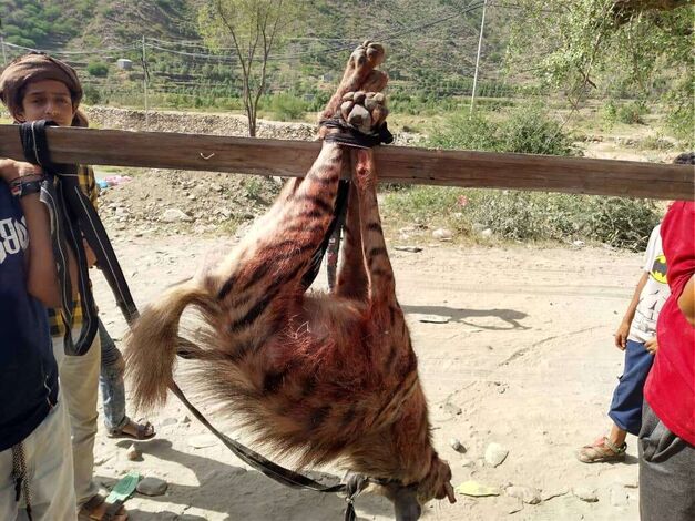 قتل ثاني حيوان مفترس في شعب العرمي بيافع رصد