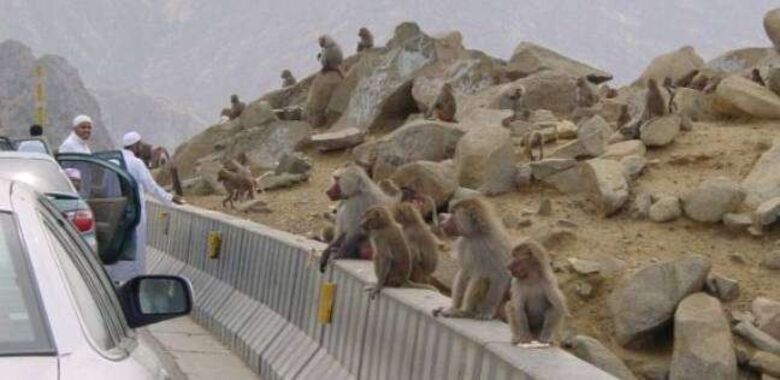 عراك عنيف بين مجاميع من القرود عقب سيطرتها على مدينة جنوب السعودية (فيديو)