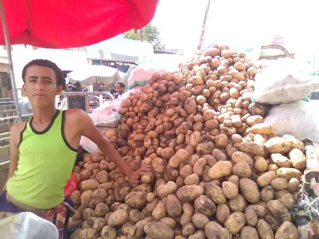 سعر الكيلو البطاط في أبين يصل إلى 700 ريال