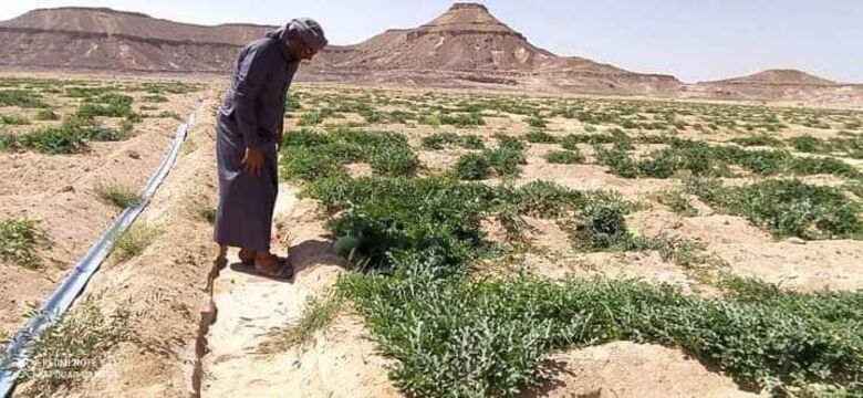 مدير مكتب الزراعة بالمهرة يطلع على سير العمل الزراعي في شحن وحات