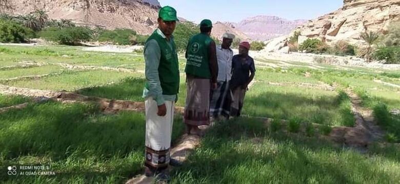 مدير مكتب الزراعة بالمهرة يتفقد مشروع القمح بوادي المسيلة بدعم من البرنامج السعودي