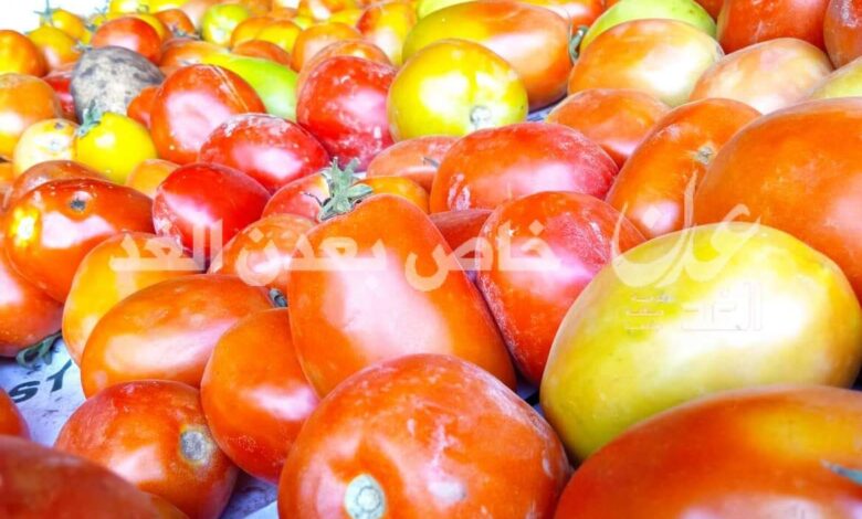 ارتفاع مفاجئ في أسعار الطماطم بعدن
