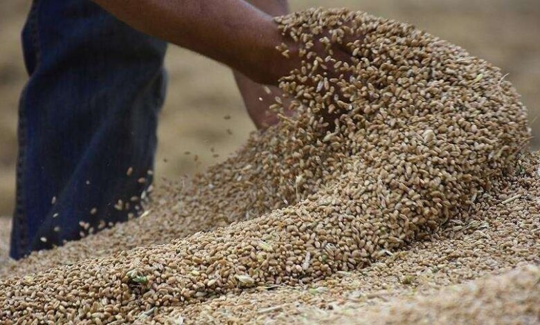 وزير التخطيط : مخزوننا من القمح يشارف على الانتهاء