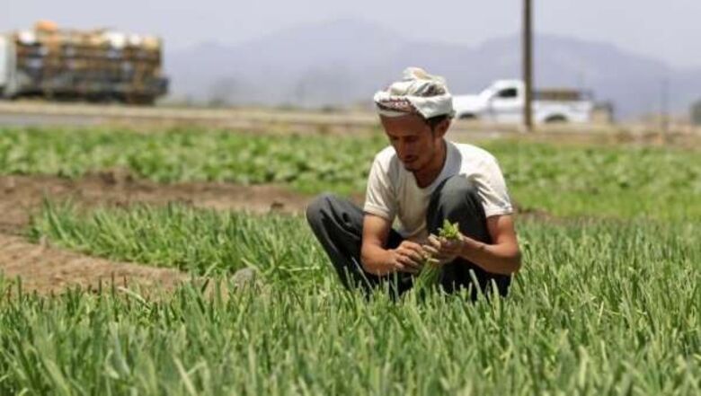 تجنيد مزارعي اليمن في الحرب.. استقطاب المقاتلين من الريف