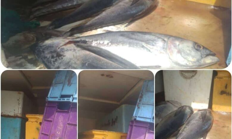 اشغال زنجبار يصادر 170 حوت سمك تالف من سوق الاسماك بالمديرية