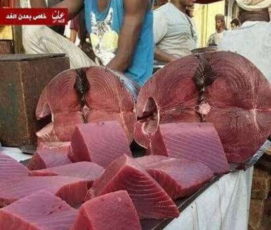 صدق او لاتصدق: عدن المدينة الوحيدة حول العالم التي تجاوزت فيها أسعار السمك أسعار اللحوم