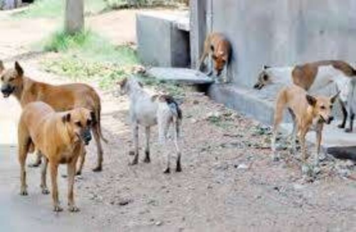 كلاب مسعورة تثير هلع الأهالي في منطقة الرويس بمديرية المضاربة