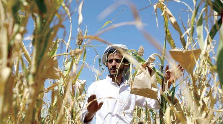 الشرق الأوسط : فساد الحوثيين يهدد البيئة الزراعية والأمن الغذائي