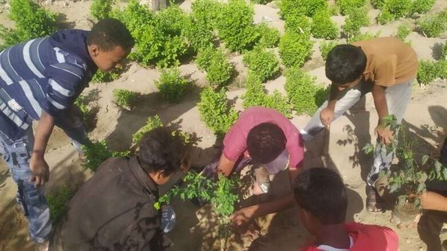 عضو برلمان الأطفال بمحافظة أبين ينفذ مبادرة غرس الأشجار بمجمع هائل سعيد بالكود