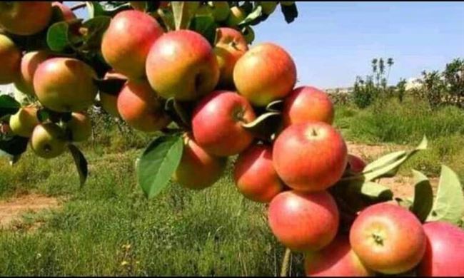 نجاح زراعة التفاح السكري في محافظة صعدة